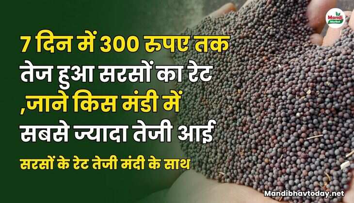 7 दिन में 300 रुपए तक तेज हुआ सरसों का रेट | जाने किस मंडी में सबसे ज्यादा तेजी आई | सरसों के रेट तेजी मंदी के साथ