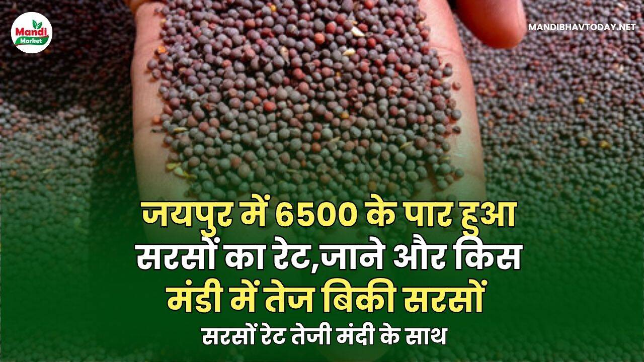 सरसों भाव