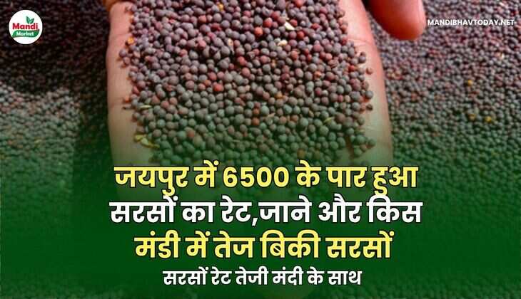 सरसों भाव 