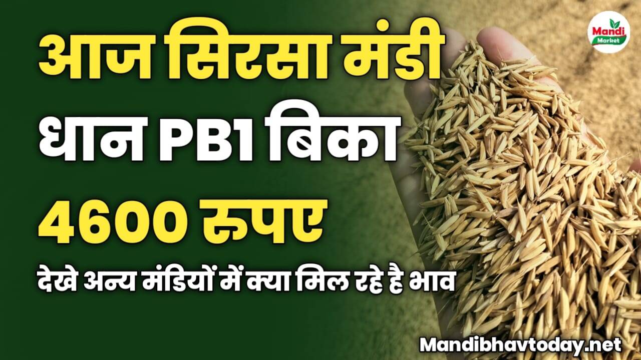 आज सिरसा मंडी धान PB1 बिका 4600 रुपए | देखे अन्य मंडियों में क्या मिल रहे है भाव