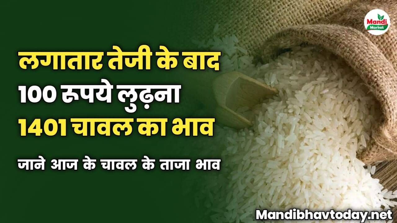 लगातार तेजी के बाद 100 रूपये लुढ़ना 1401 चावल का भाव | जाने आज के चावल के ताजा भाव