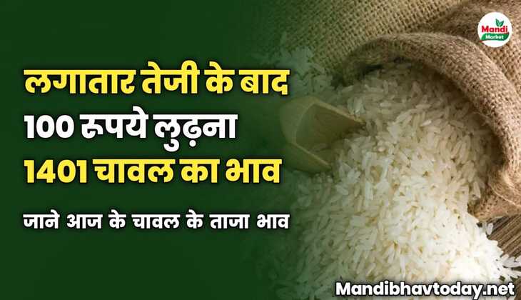लगातार तेजी के बाद 100 रूपये लुढ़ना 1401 चावल का भाव | जाने आज के चावल के ताजा भाव 