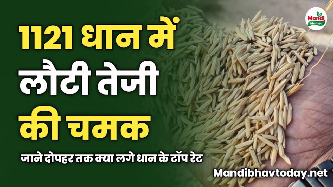 1121 धान में लौटी तेजी की चमक | जाने दोपहर तक क्या लगे धान के टॉप रेट