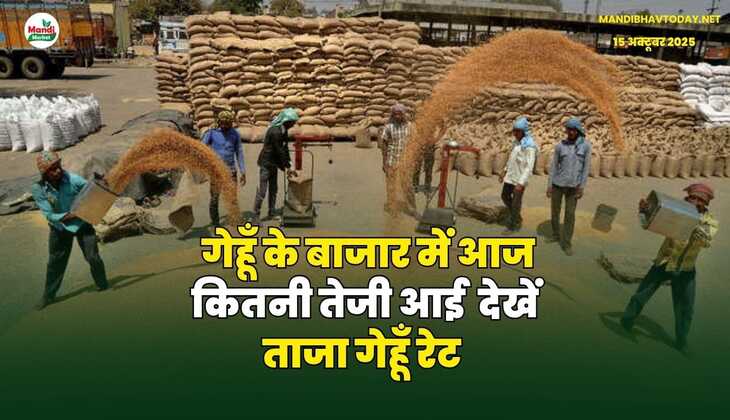 गेहूँ के बाजार में आज कितनी तेजी आई | देखें ताजा गेहूँ रेट
