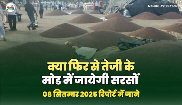 क्या फिर से तेजी के मोड में जायेगी सरसों 