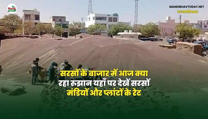 सरसों के बाजार में आज क्या रहा रुझान | यहाँ पर देखें सरसों मंडियों और प्लांटों के रेट