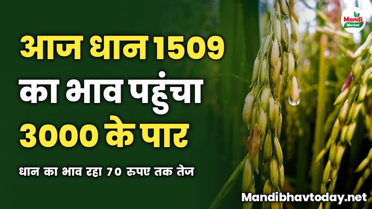 आज धान 1509 का भाव पहुंचा 3000 के पार | धान का भाव रहा 70 रुपए तक तेज