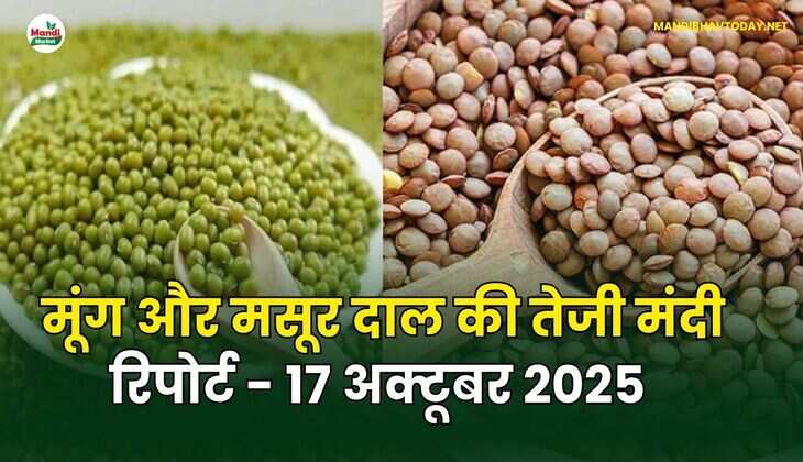 मूँग और मसूर दाल की तेजी मंदी रिपोर्ट - 17 अक्टूबर 2025 