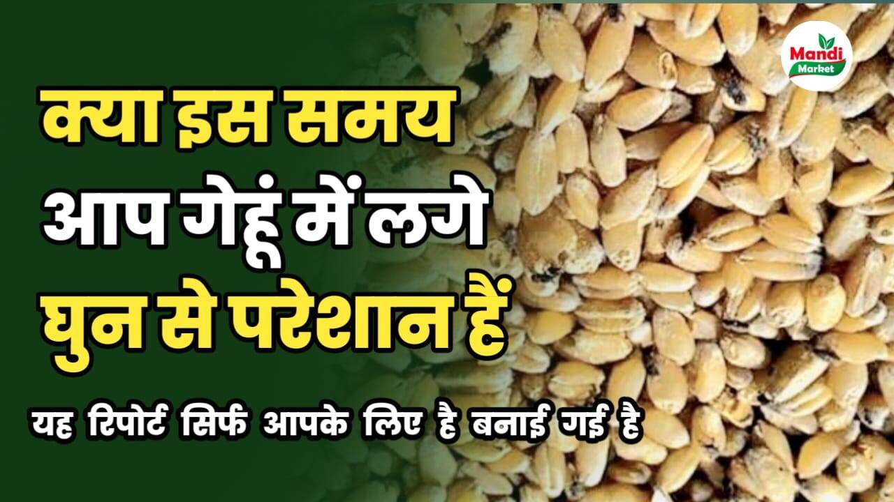 क्या इस समय आप गेहूं में लगे घुन से परेशान हैं | तो यह रिपोर्ट सिर्फ आप के लिए ही बनाई गई है 