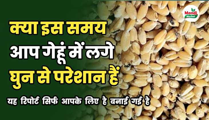 क्या इस समय आप गेहूं में लगे घुन से परेशान हैं | तो यह रिपोर्ट सिर्फ आप के लिए ही बनाई गई है 