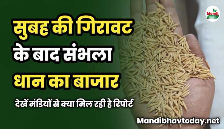 सुबह की गिरावट के बाद संभला धान का बाजार | देखें मंडियों से क्या मिल रही है रिपोर्ट