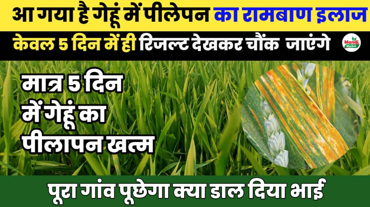 गेहूं में पीलेपन का रामबाण इलाज | 5 दिन में रिज़ल्ट देखकर चौंक जाएंगे | जाने पूरा इलाज