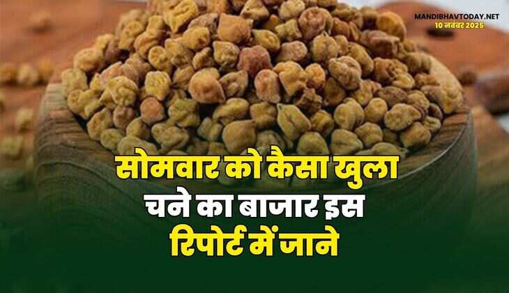 सोमवार को कैसा खुला चने का बाजार | इस रिपोर्ट में जाने
