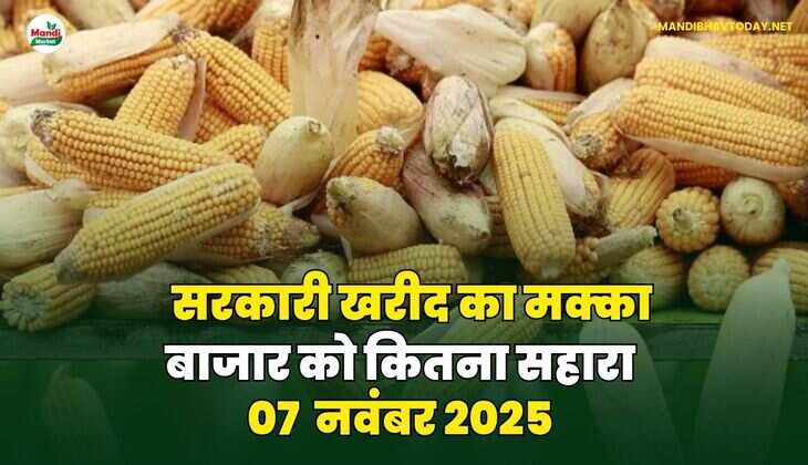 सरकारी खरीद का मक्का बाजार को कितना सहारा