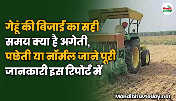 गेहूं की बिजाई का सही समय क्या है ? अगेती, पछेती या नॉर्मल जाने पूरी जानकारी इस रिपोर्ट में 