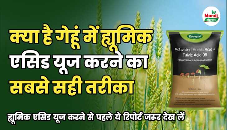 क्या है गेहूं की फसल में हयूमिक एसिड के उपयोग का सही तरीका, जाने इस रिपोर्ट में।