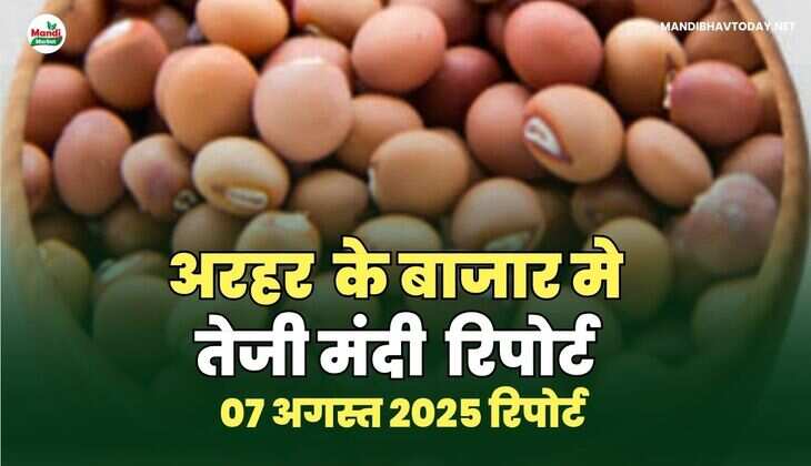 अरहर /तुवर  दाल तेजी मंदी रिपोर्ट -07 AUG 2025