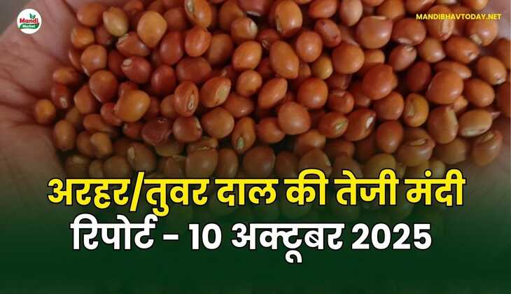 अरहर /तुवर  दाल की तेजी मंदी रिपोर्ट - 10 अक्टूबर 2025