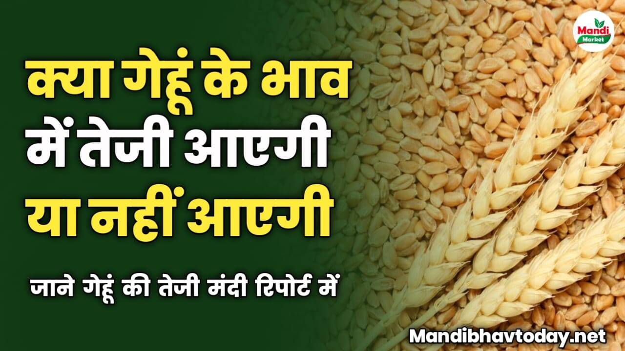 क्या गेहूं के भाव में तेजी आएगी या नहीं | जाने गेहूं की तेजी मंदी रिपोर्ट में