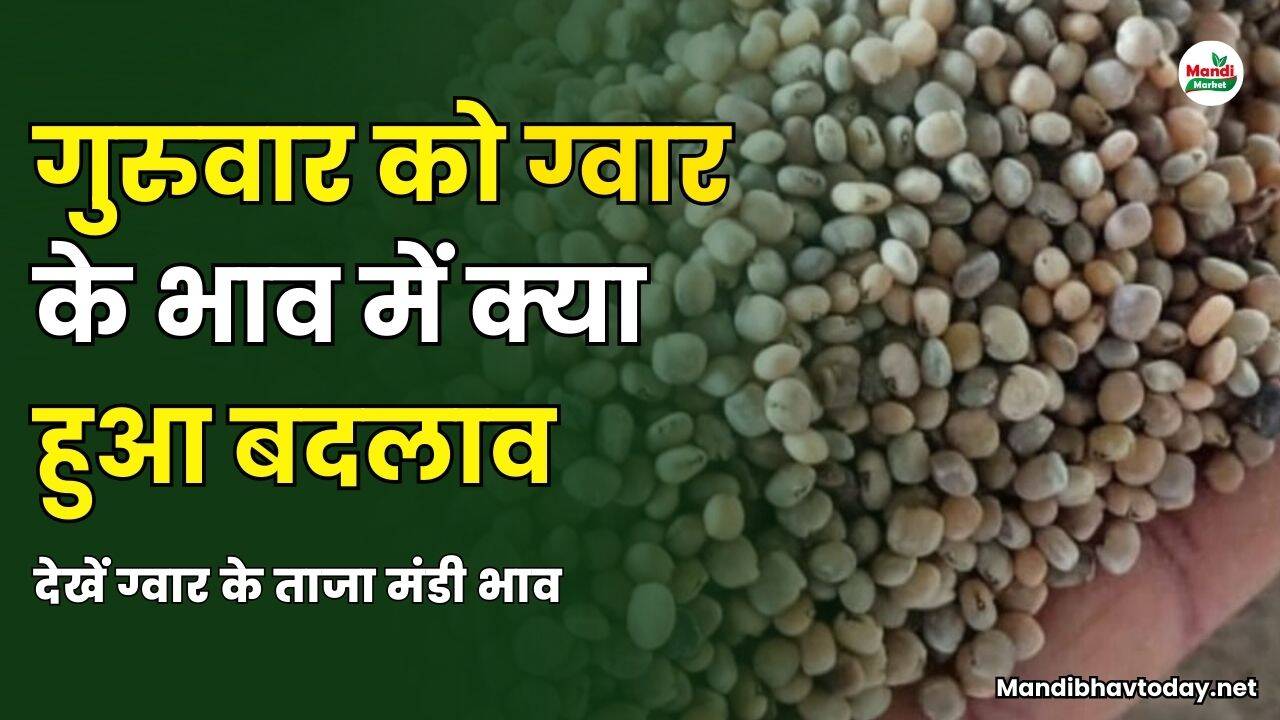 गुरुवार को ग्वार के भाव में क्या हुआ बदलाव | देखें ग्वार के ताजा मंडी भाव 03 अप्रैल 25