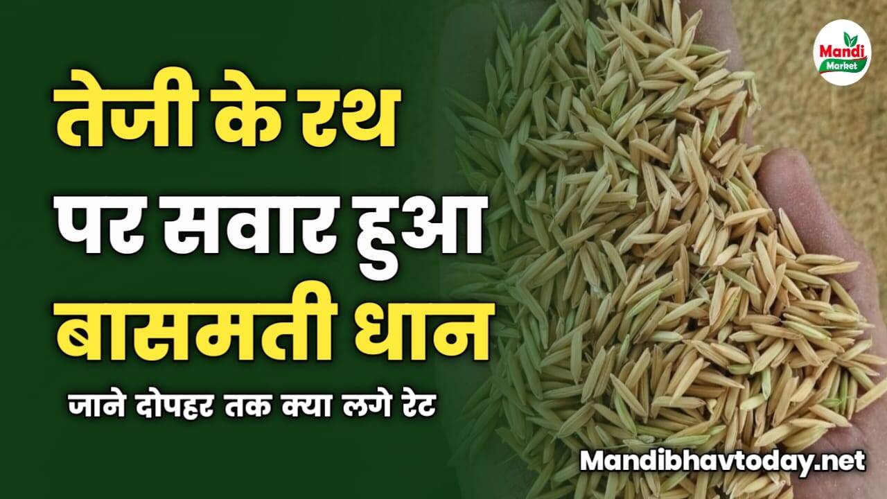 तेजी के रथ पर सवार हुआ बासमती धान | जाने दोपहर तक क्या लगे रेट
