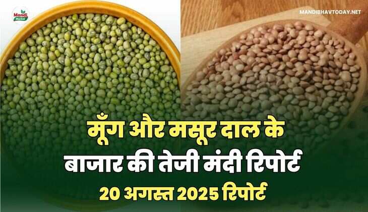 मूँग और मसूर दाल की तेजी मंदी रिपोर्ट -20 अगस्त 2025