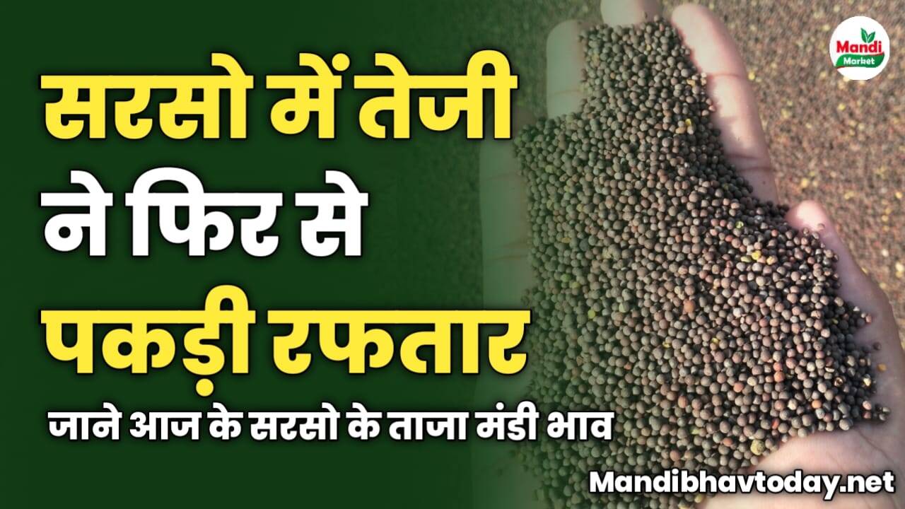 सरसो में तेजी ने फिर से पकड़ी रफतार | जाने आज के सरसो के ताजा मंडी भाव 