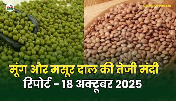 मूँग और मसूर दाल की तेजी मंदी रिपोर्ट - 18 अक्टूबर 2025 