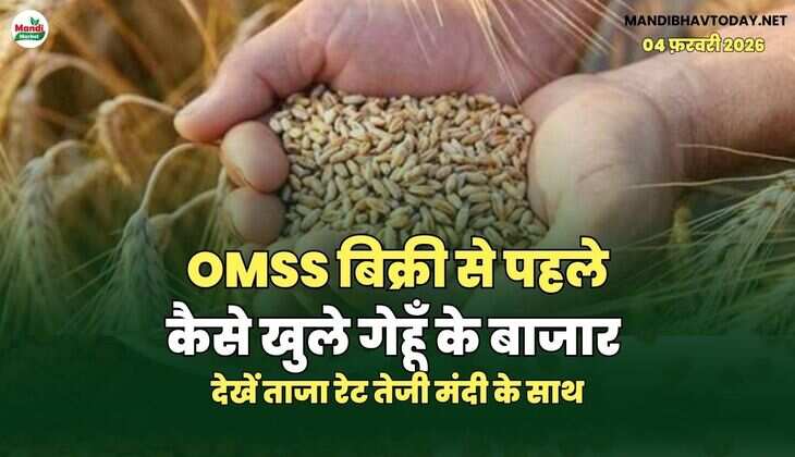OMSS बिक्री से पहले कैसे खुले गेहूँ के बाजार | देखें ताजा रेट तेजी मंदी के साथ