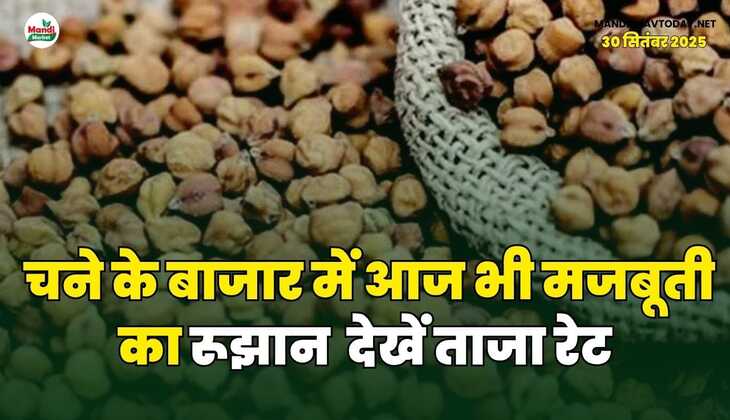 चने के बाजार में आज भी मजबूती का रूझान | देखें ताजा रेट