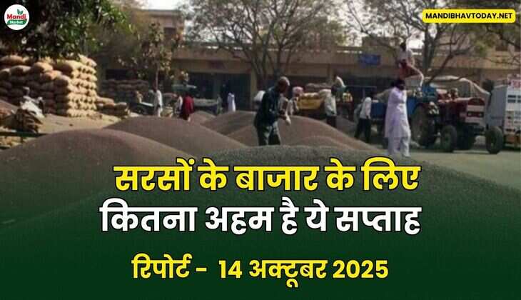 सरसों के बाजार के लिए कितना अहम है ये सप्ताह
