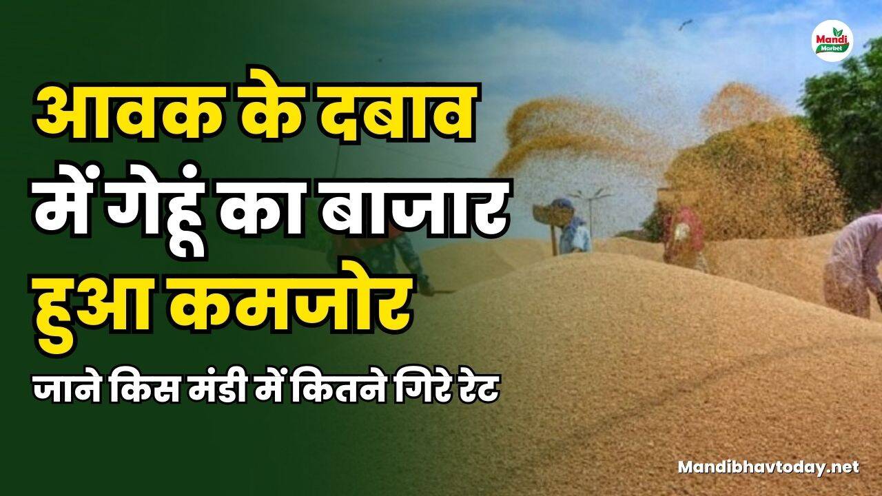 आवक के दबाव में गेहूं का बाजार हुआ कमजोर | जाने किस मंडी में कितने गिरे रेट