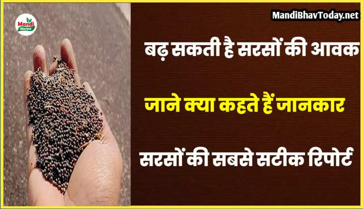 बढ़ सकता है सरसों का उत्पादन | जाने भाव पर क्या होगा असर