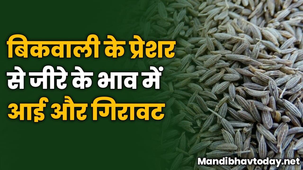 बिकवाली के प्रेशर से जीरे के भाव में आई और गिरावट | देखे पूरी रिपोर्ट
