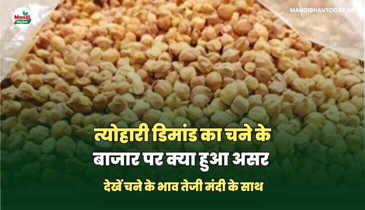 त्योहारी डिमांड का चने के बाजार पर क्या हुआ असर | देखें चने के भाव तेजी मंदी के साथ