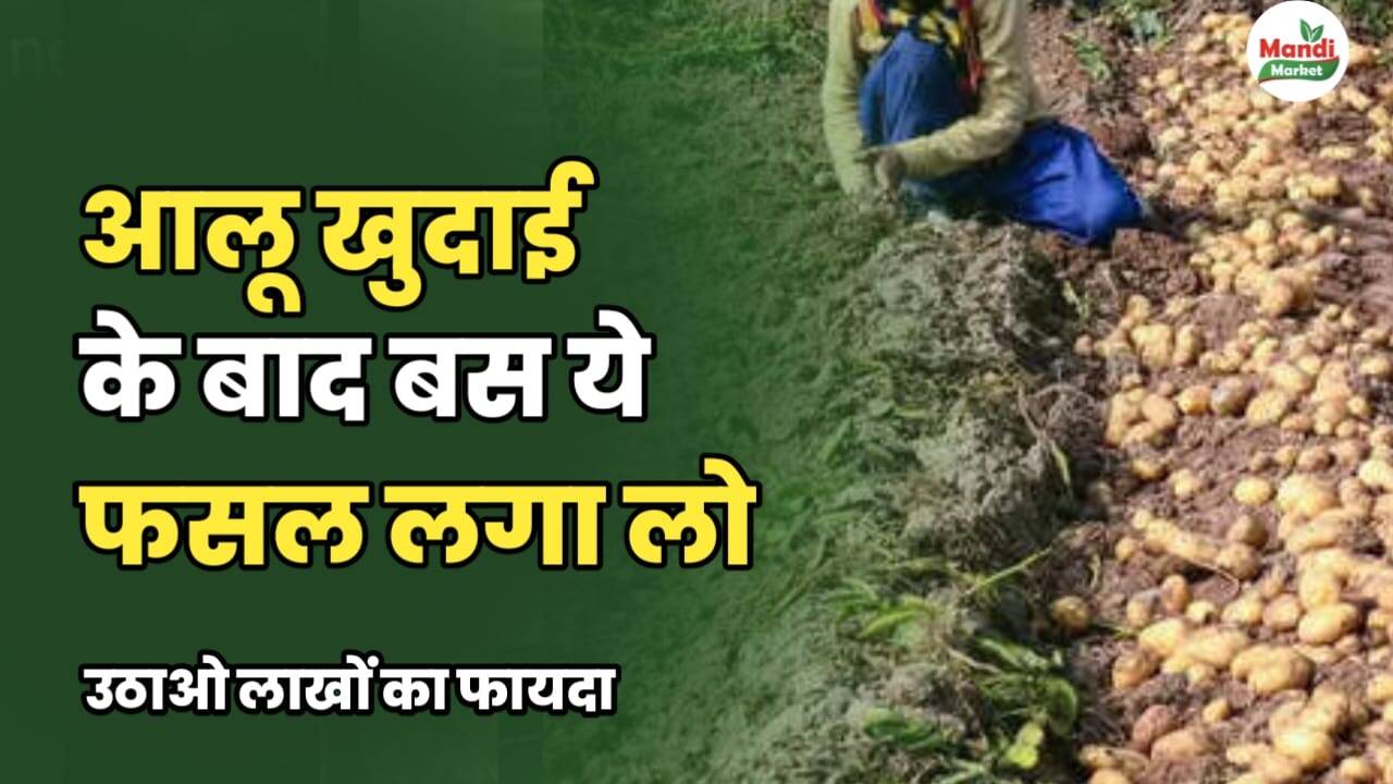 आलू खुदाई के बाद बस ये फसल लगा लो | उठाओ लाखों का फायदा