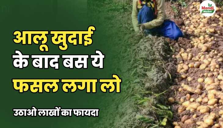 आलू खुदाई के बाद बस ये फसल लगा लो | उठाओ लाखों का फायदा