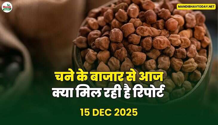 चने के बाजार से आज क्या मिल रही है रिपोर्ट