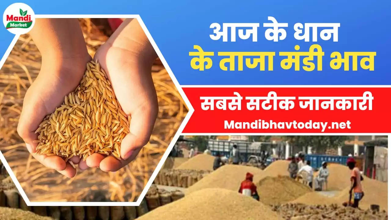 बासमती धान के ताजा भाव | Basmati Paddy Rate Today 10 February 2023