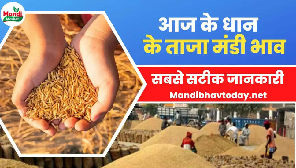बासमती धान के ताजा भाव | Basmati Paddy Rate Today 11 February 2023