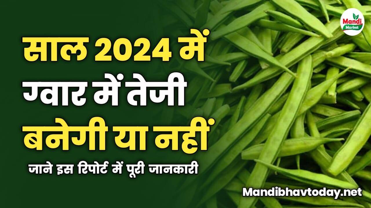 साल 2024 में ग्वार में तेजी बनेगी या नहीं | जाने इस रिपोर्ट में
