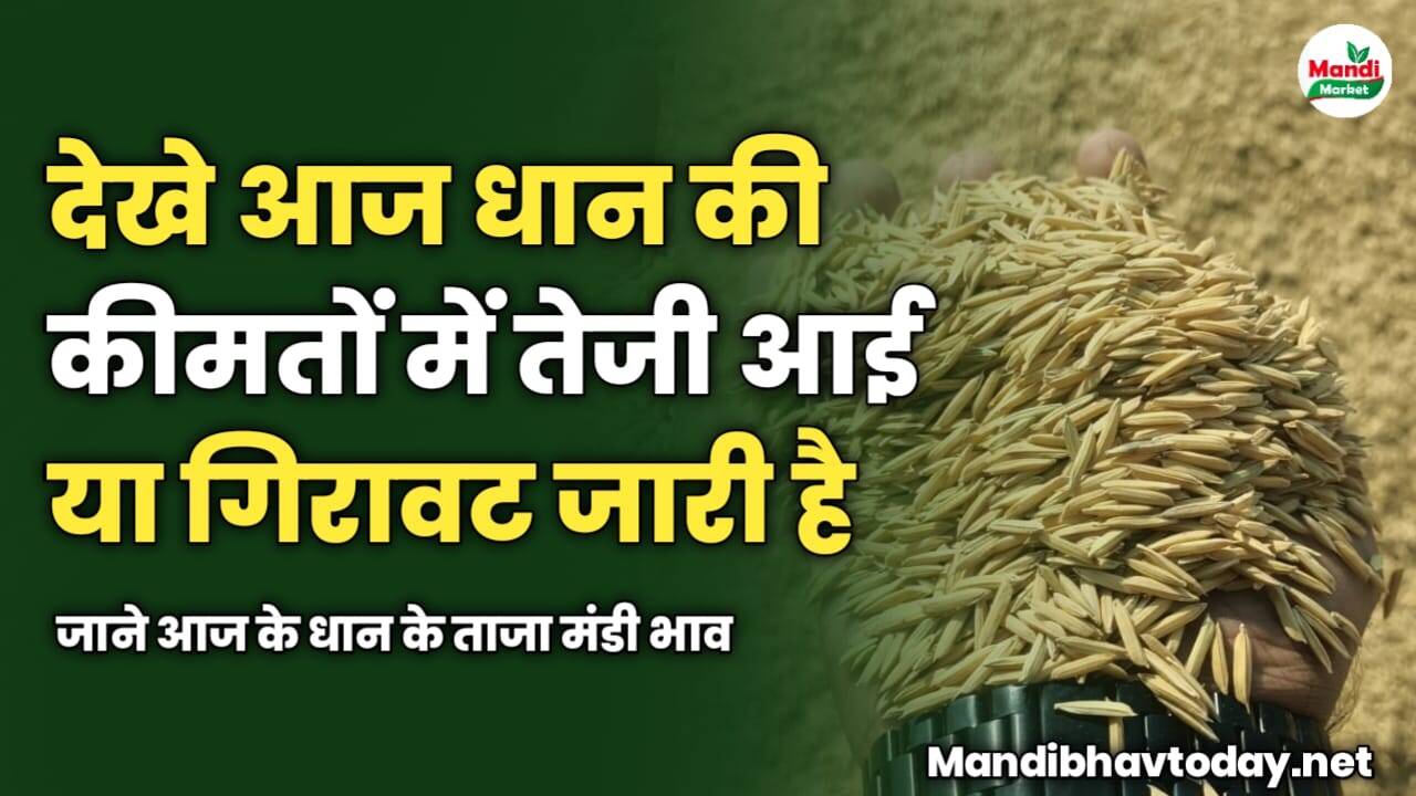 देखे आज धान की कीमतों में तेजी आई या गिरावट जारी है | जाने आज के धान के ताजा मंडी भाव 