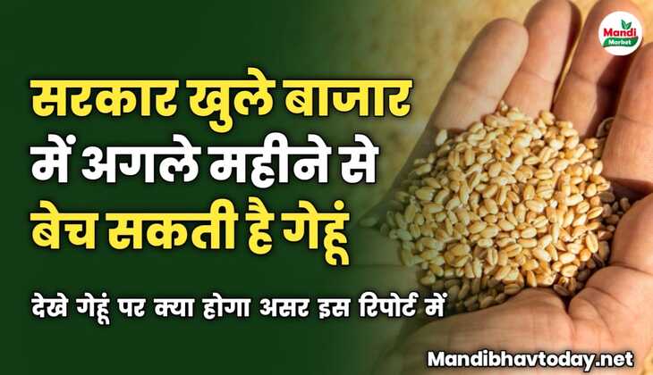 सरकार खुले बाजार में अगले महीने से बेच सकती है गेहूं | देखे गेहूं पर क्या होगा असर इस रिपोर्ट में 