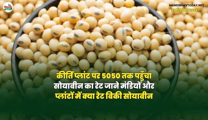 कीर्ति प्लांट पर 5050 तक पहुँचा सोयाबीन का रेट | जाने मंडियों और प्लांटों में क्या रेट बिकी सोयाबीन
