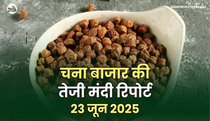 चना बाजार की तेजी मंदी रिपोर्ट