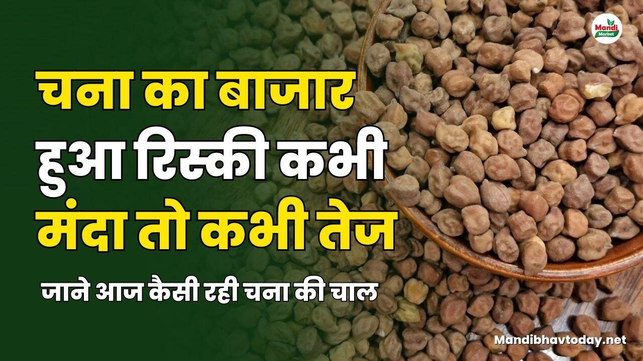 चना का बाजार हुआ रिस्की कभी मंदा तो कभी तेज | जाने आज कैसी रही चना की चाल