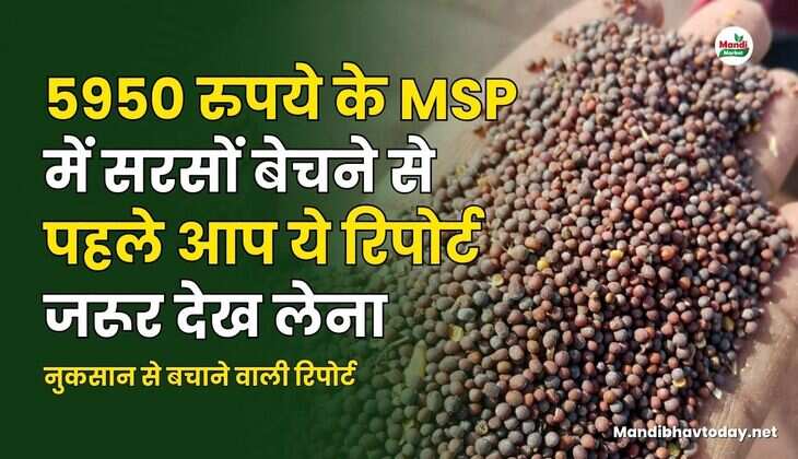 5950 रुपए के MSP में सरसों बेचने से पहले ये रिपोर्ट जरूर देख लेना | नुकसान से बचाने वाली रिपोर्ट