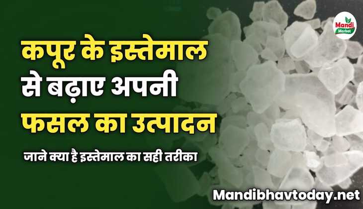कपूर के इस्तेमाल से बढ़ाए अपनी फसल का उत्पादन | जाने क्या है इस्तेमाल का सही तरीका