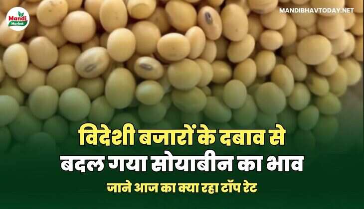 सोयाबीन मंडी 