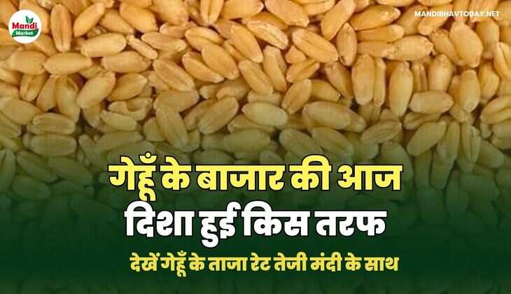 देखें गेहूँ के ताजा रेट तेजी मंदी के साथ